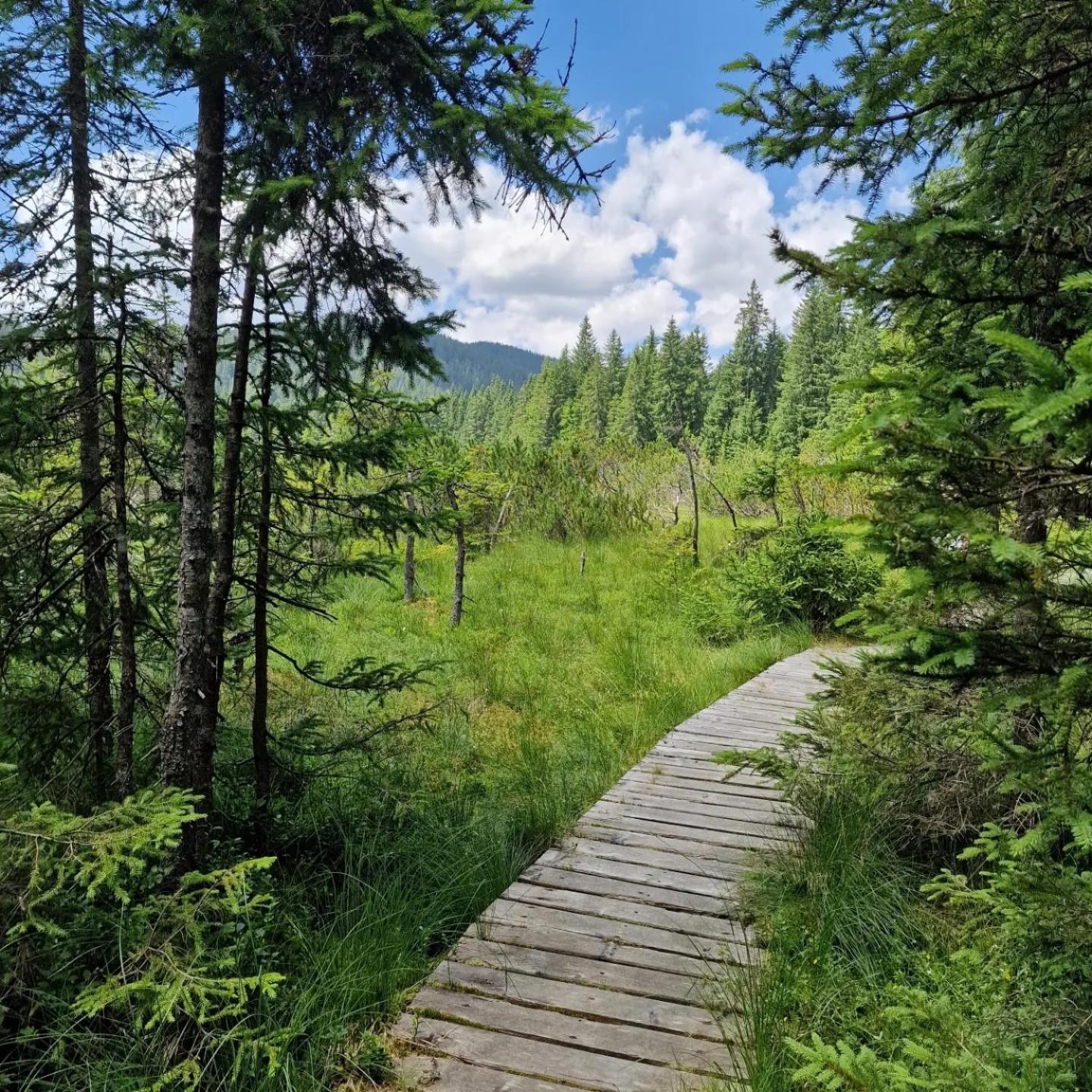 Forest Apartments Pokljuka Zgornje Gorje Zewnętrze zdjęcie